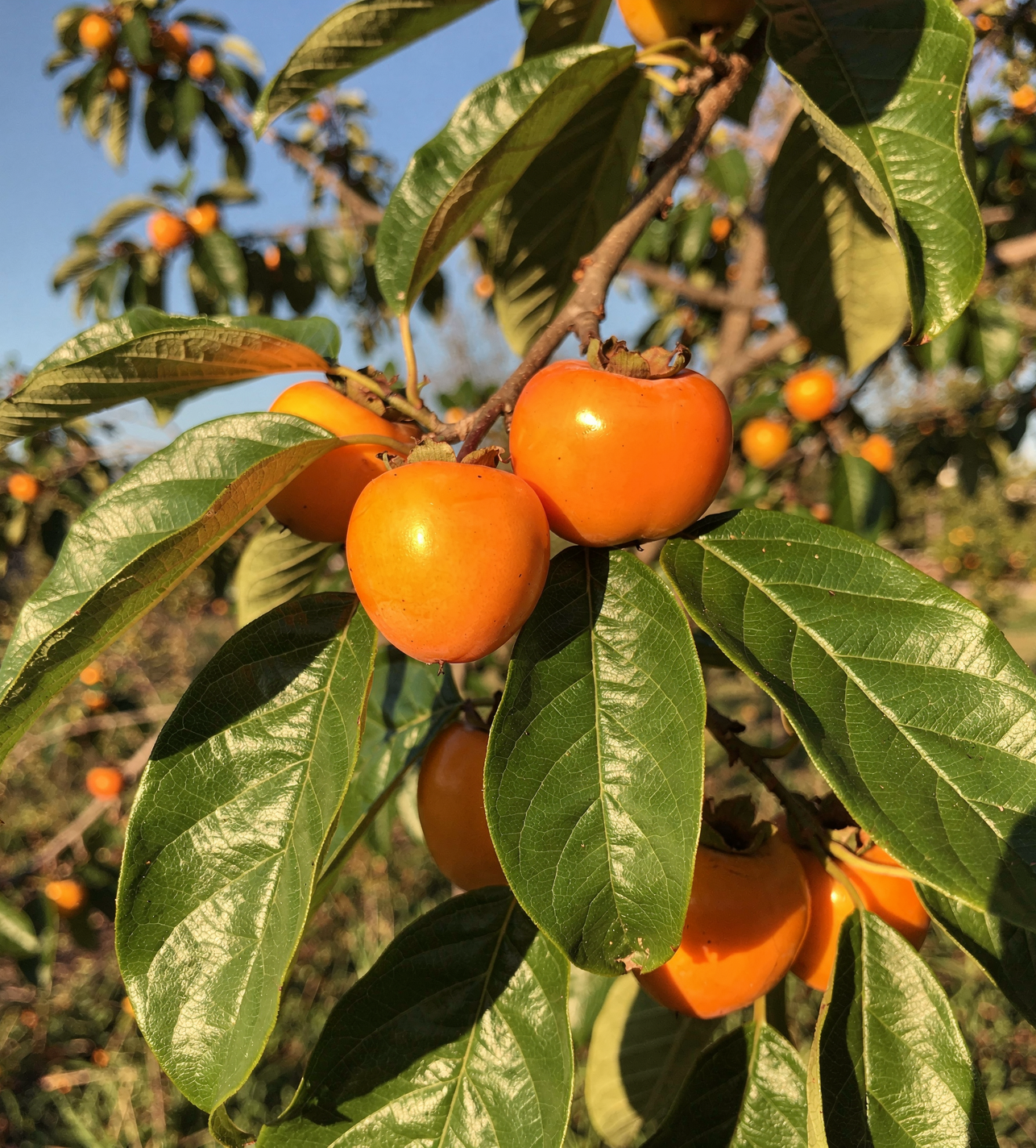 Diospyros kaki - Japonský tomel 